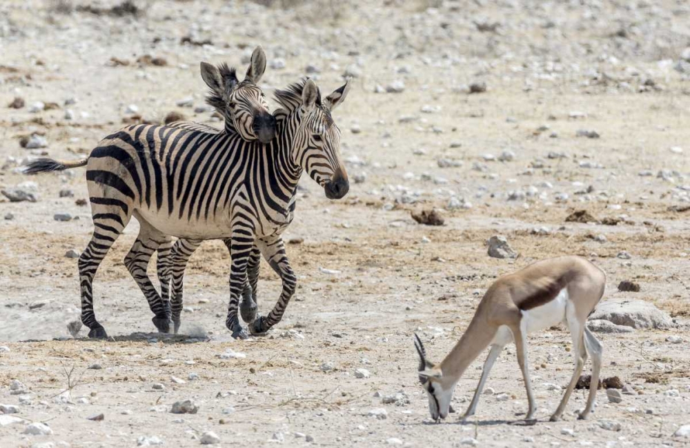 Africa, Namibia, Etosha NP Zebras and springbok